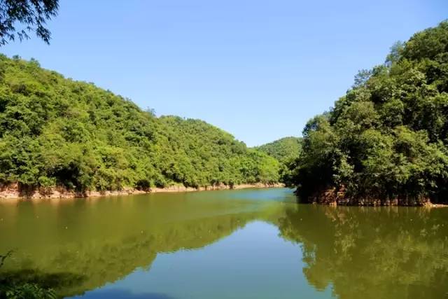 成都金堂猕猴桃,成都猕猴桃