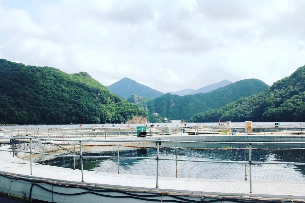 离沈阳45公里，竟隐藏着一种绝世美味！秒杀河豚大闸蟹！外地人都吃疯了，沈阳人还不知道！