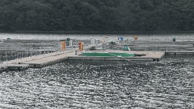 离沈阳45公里，竟隐藏着一种绝世美味！秒杀河豚大闸蟹！外地人都吃疯了，沈阳人还不知道！