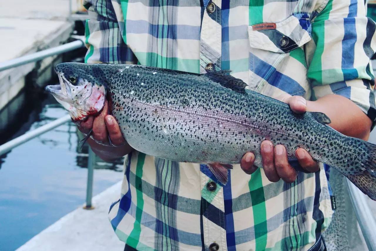 离沈阳45公里，竟隐藏着一种绝世美味！秒杀河豚大闸蟹！外地人都吃疯了，沈阳人还不知道！