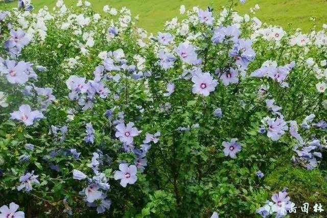倔强的木槿花,温柔的木槿花
