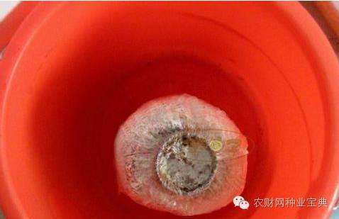 在家用水桶种菜小妙招,如何用水桶栽无土蔬菜