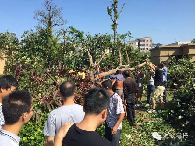 美爆了!台风过后,那些残根断枝竟然这么有用!赶紧学起来...