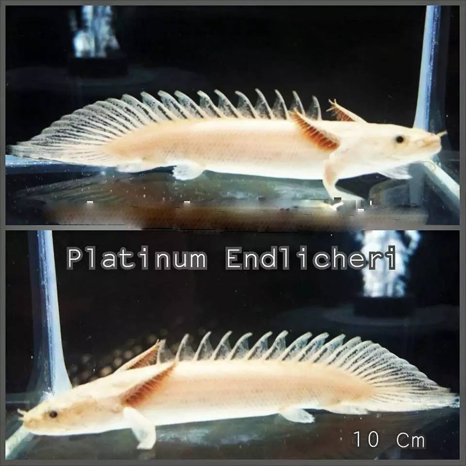 嘿，我养了一堆特殊鱼类，你要看看么？