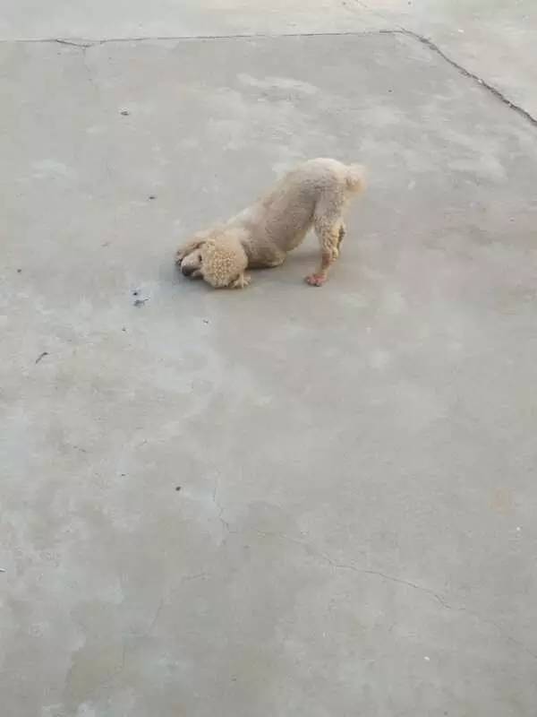 大金毛是真正的暖男,大金毛不愧是大暖男