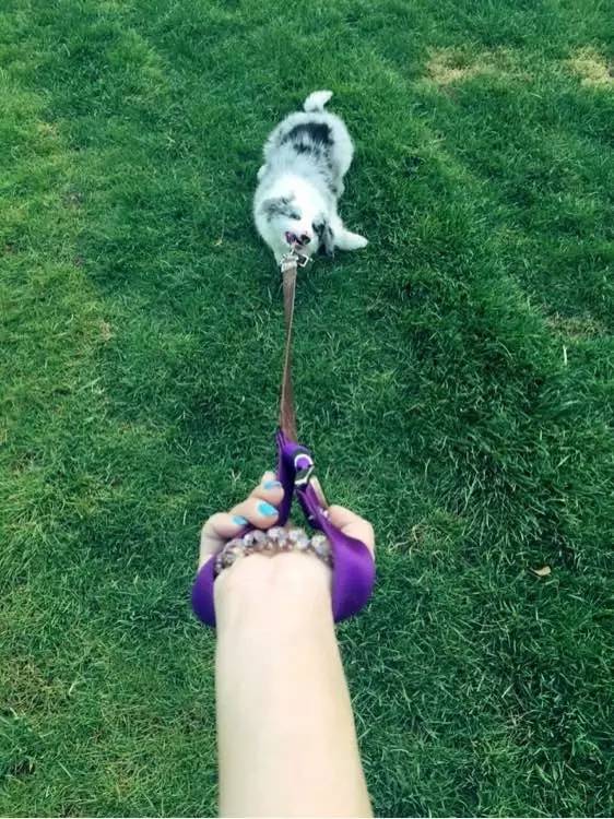 大金毛是真正的暖男,大金毛不愧是大暖男