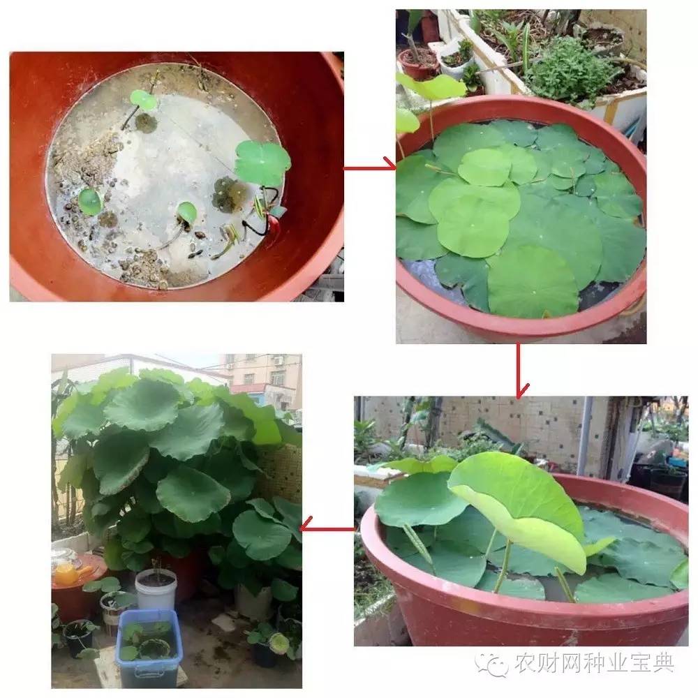 在家用水桶种菜小妙招,如何用水桶栽无土蔬菜