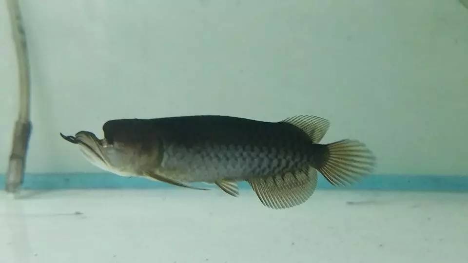 嘿，我养了一堆特殊鱼类，你要看看么？