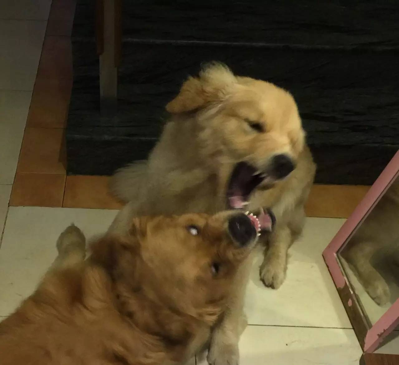 大金毛是真正的暖男,大金毛不愧是大暖男