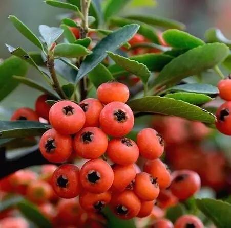 花花世界火焰花,花花世界红与白