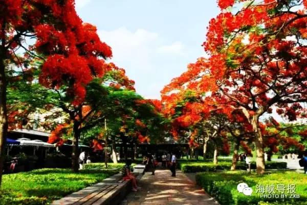 美爆了!台风过后,那些残根断枝竟然这么有用!赶紧学起来...