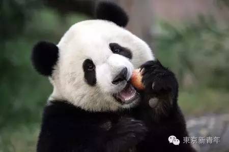 日本女生睫毛为什么长又翘,日系好用的睫毛增长液