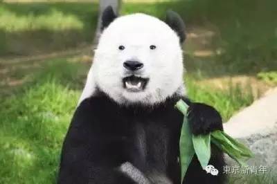 日本女生睫毛为什么长又翘,日系好用的睫毛增长液