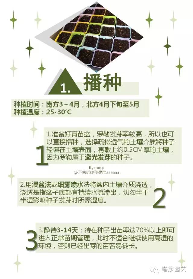 Miigi的罗勒种植、烹饪攻略！