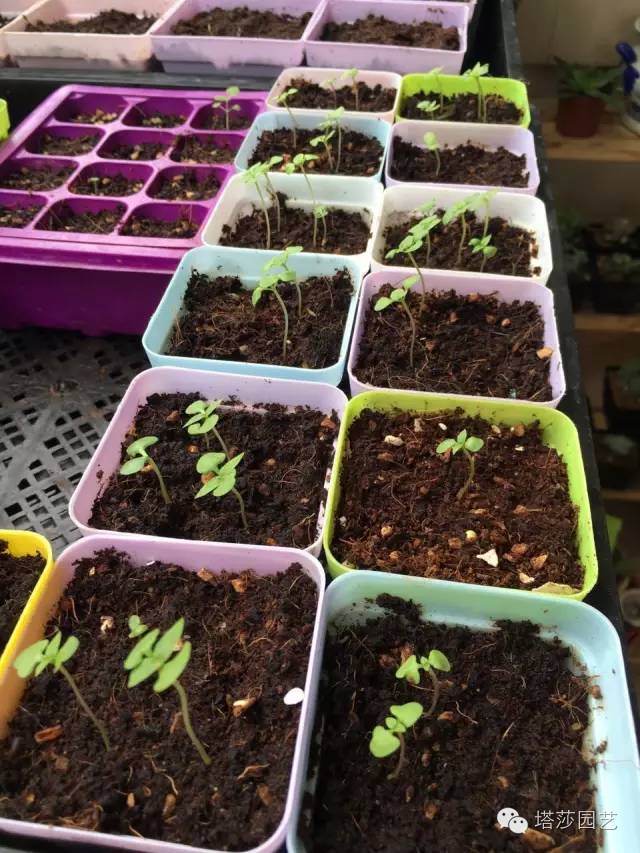 Miigi的罗勒种植、烹饪攻略！