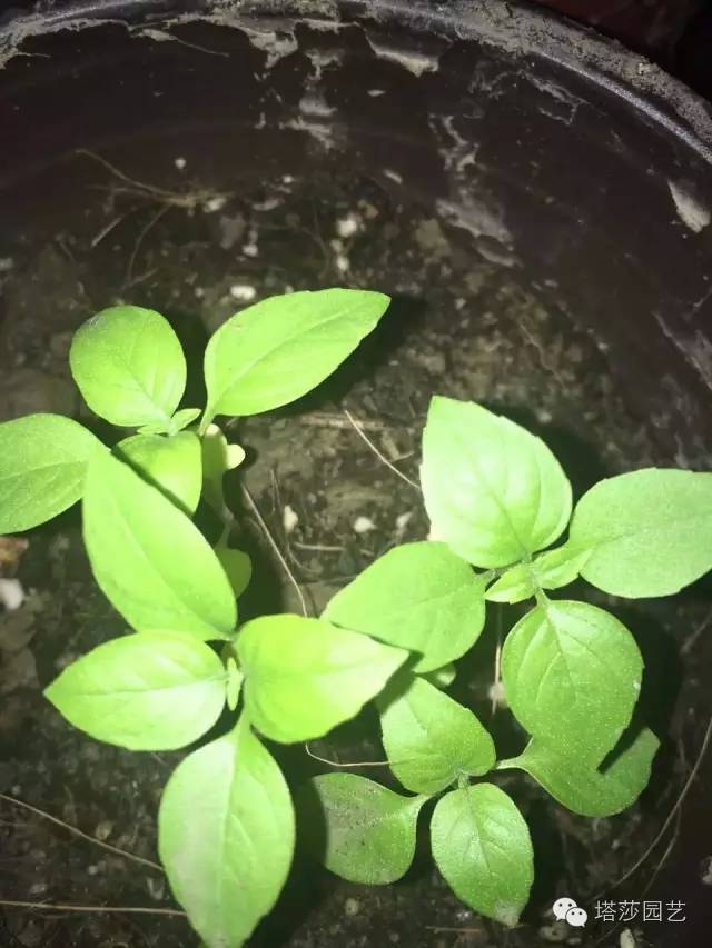 Miigi的罗勒种植、烹饪攻略！