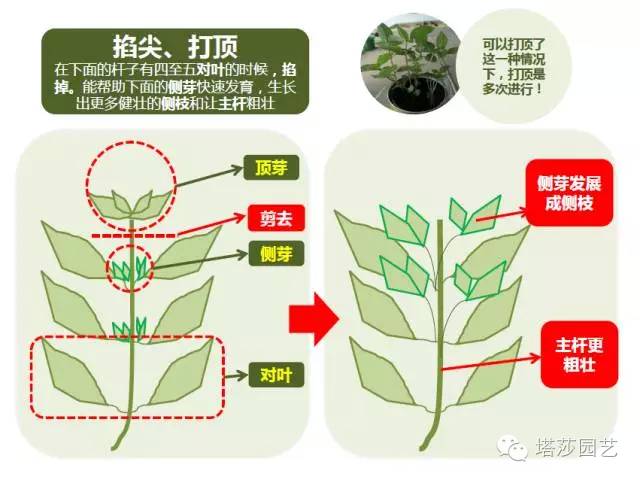 Miigi的罗勒种植、烹饪攻略！