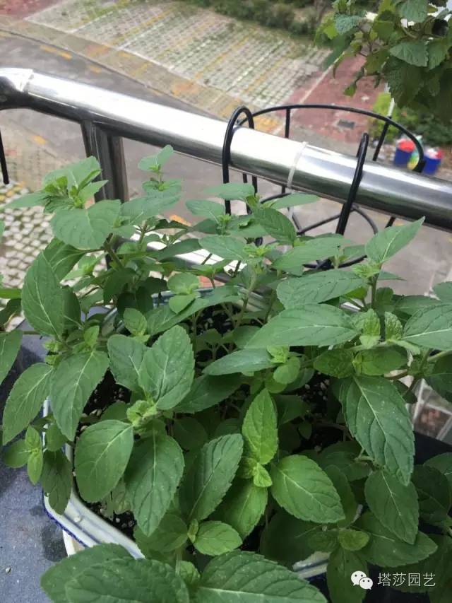 Miigi的罗勒种植、烹饪攻略！