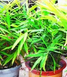 常州一媳妇把用剩的姜块埋在泥土里，一个月后奇迹发生了！