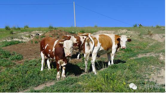疆域风情玛纳斯,玛纳斯冰雪风情旅游季