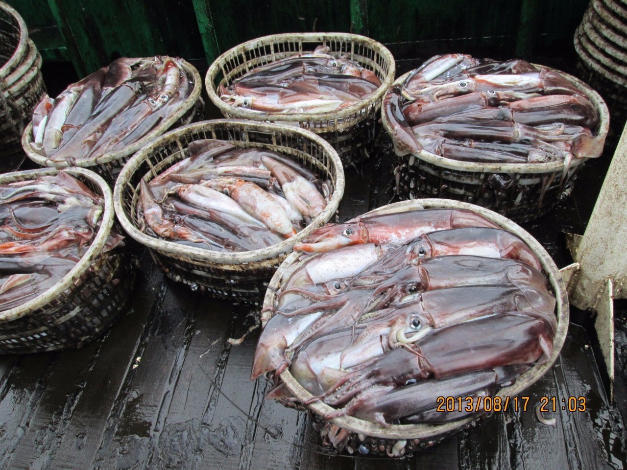 南太平洋钓大鱿鱼工作视频,南太平洋钓鱿鱼保底工资