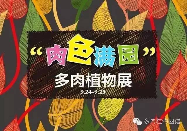 暴雨后露养的多肉土壤湿透,暴雨后多肉泡水
