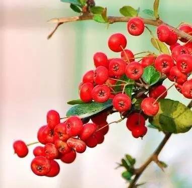 花花世界火焰花,花花世界红与白