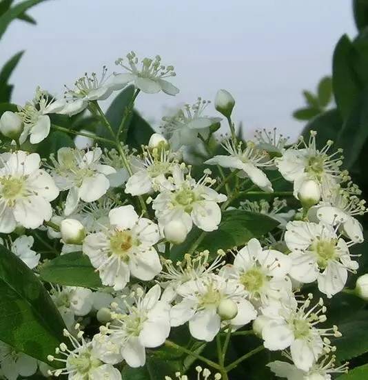 花花世界火焰花,花花世界红与白