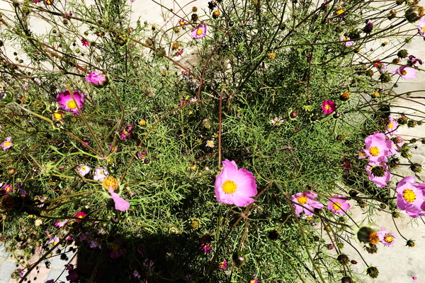 说走就走沙漠,说走就走张家口