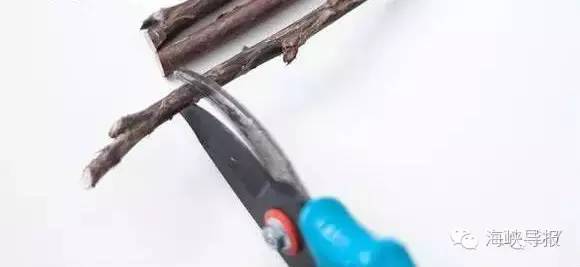 美爆了!台风过后,那些残根断枝竟然这么有用!赶紧学起来...