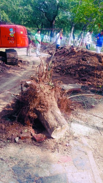 盛世桃园的建设,盛世桃源建设情况