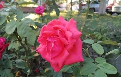 cool1dual评测：千元新标杆全民真双摄！