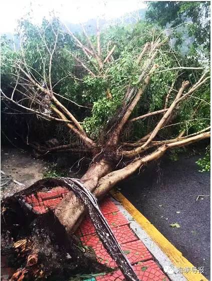 美爆了!台风过后,那些残根断枝竟然这么有用!赶紧学起来...