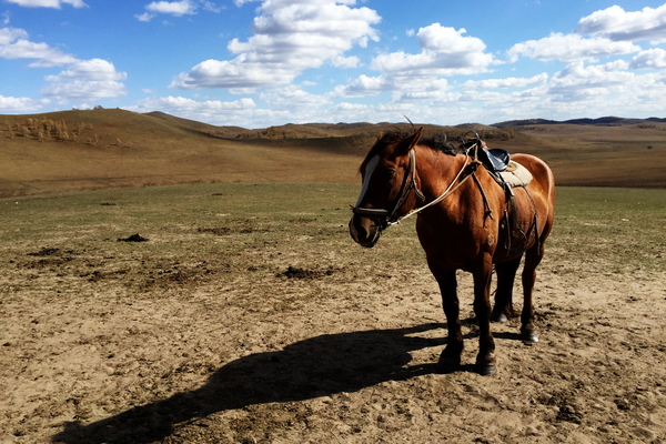 说走就走沙漠,说走就走张家口