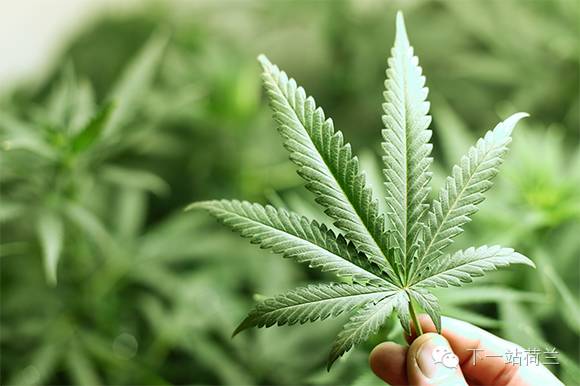 让*麻大**合法化的荷兰人,脑子里到底进了什么水?