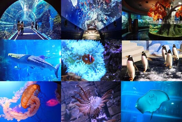 “鱼”国同欢,199元看海坐潜艇!——浩海立方超值海洋游礼献国庆