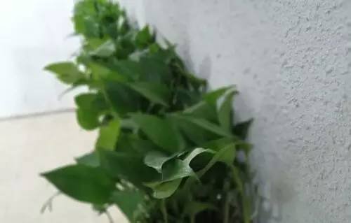 cool1dual评测：千元新标杆全民真双摄！