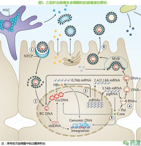 乙肝长期服用抗病毒药物能否转阴,乙肝基因b型适合哪种药物抗病毒