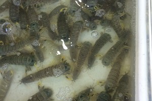 斯米兰普吉岛蜜月游攻略,从普吉岛怎么去蜜月岛