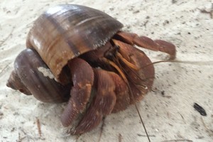 斯米兰普吉岛蜜月游攻略,从普吉岛怎么去蜜月岛