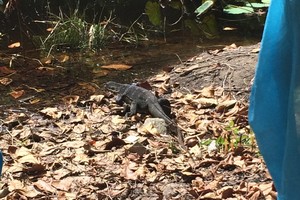 斯米兰普吉岛蜜月游攻略,从普吉岛怎么去蜜月岛