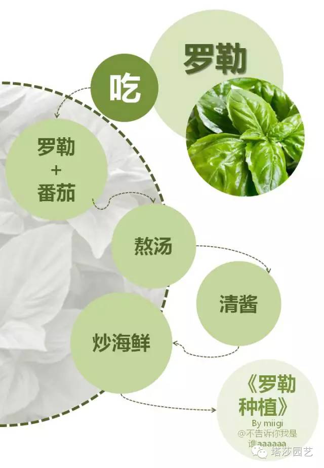 Miigi的罗勒种植、烹饪攻略！