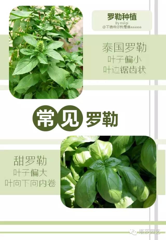 Miigi的罗勒种植、烹饪攻略！