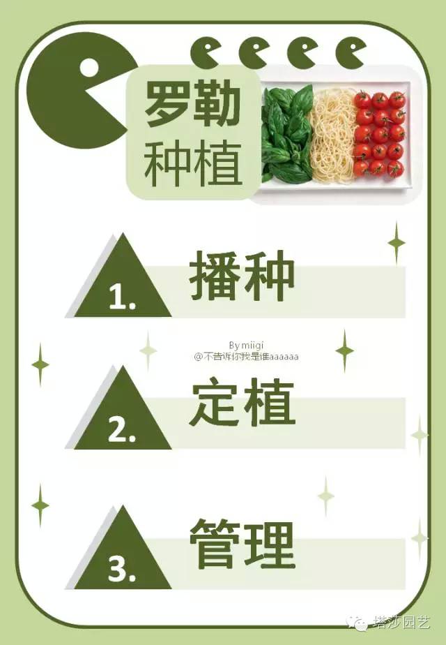 Miigi的罗勒种植、烹饪攻略！