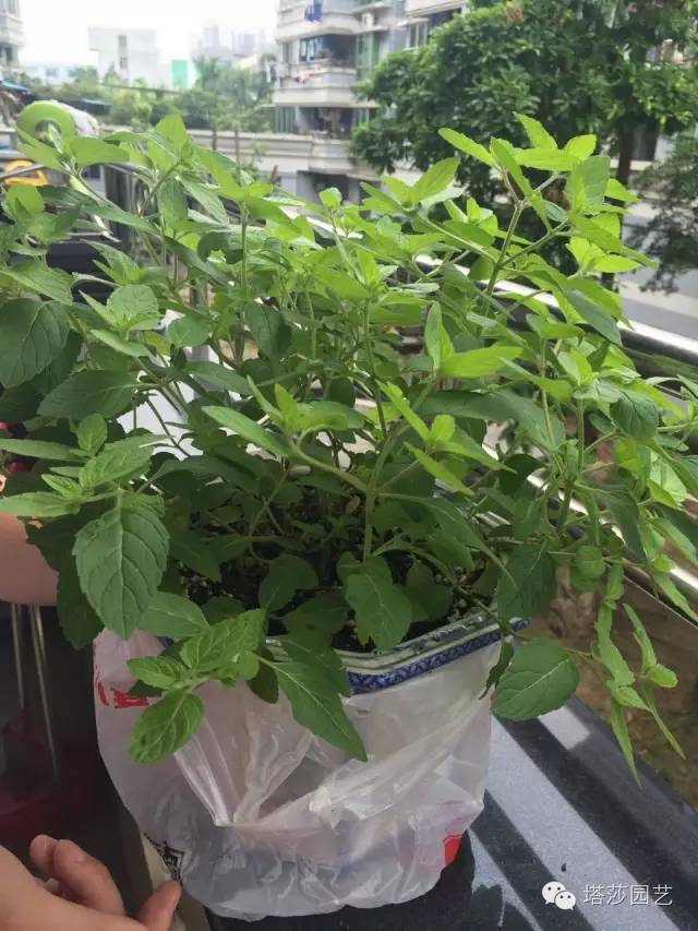 Miigi的罗勒种植、烹饪攻略！