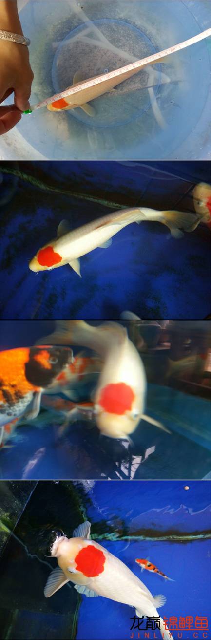 我的锦鲤梦,一直在坚持!