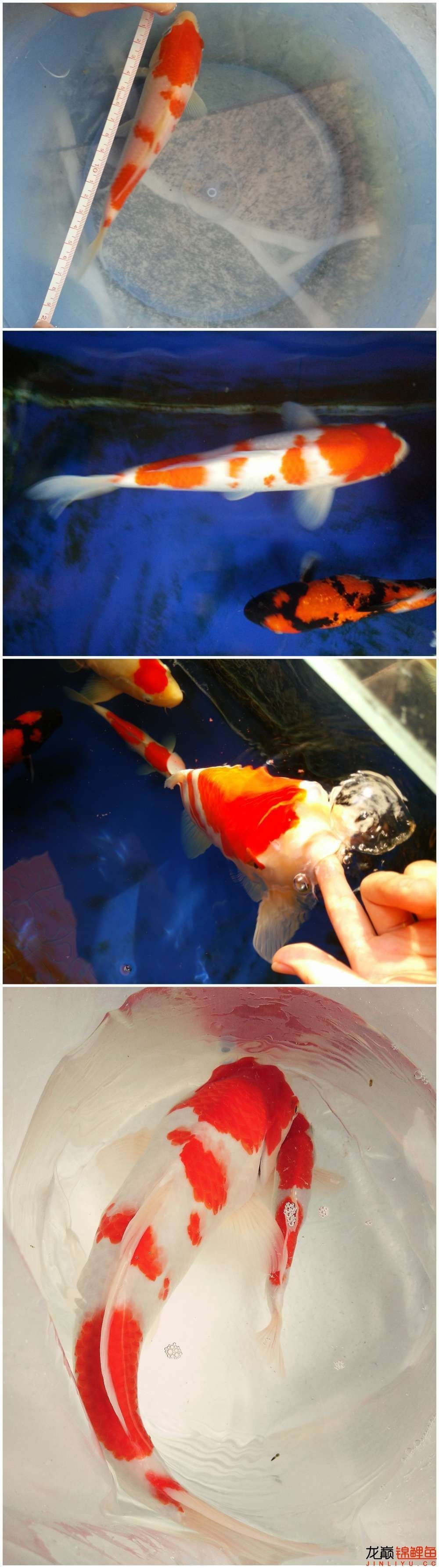 我的锦鲤梦,一直在坚持!