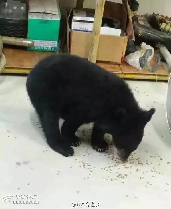 西安最火爆的餐饮项目,西安最火的餐饮生意