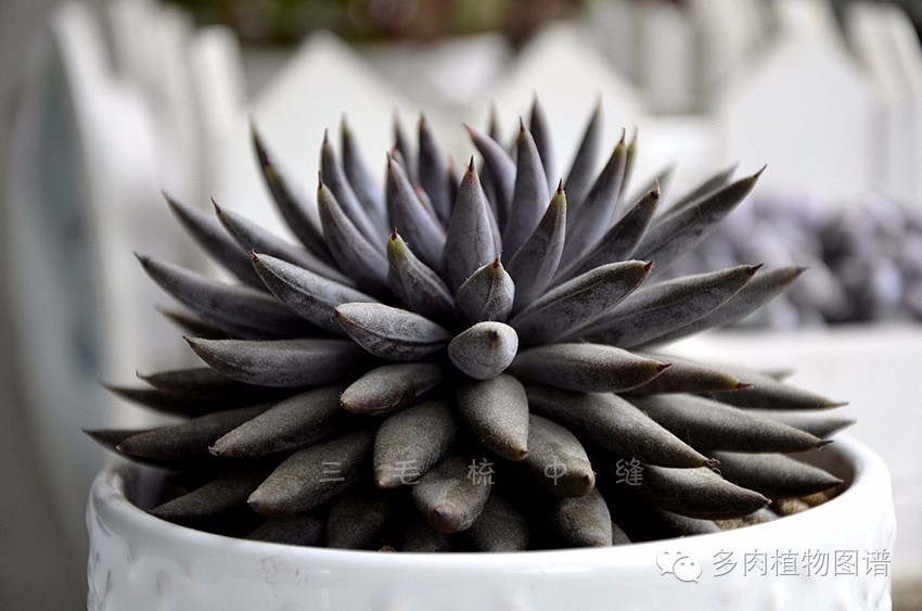 暴雨后露养的多肉土壤湿透,暴雨后多肉泡水
