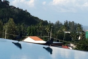 斯米兰普吉岛蜜月游攻略,从普吉岛怎么去蜜月岛